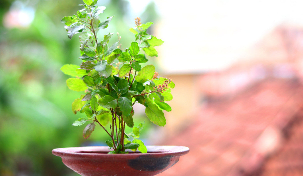 Holybasil Tree Pot